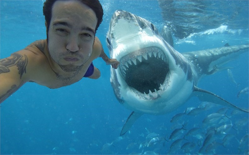 человек и акула