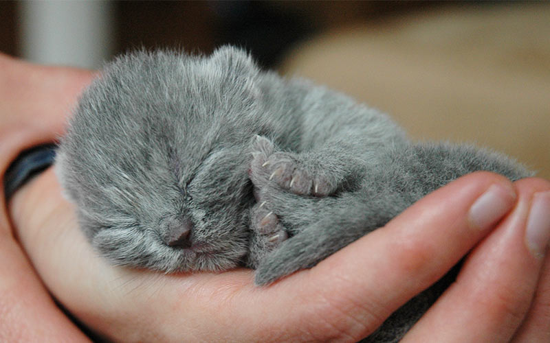 К чему снится маленький серый котенок пушистый thumbnail