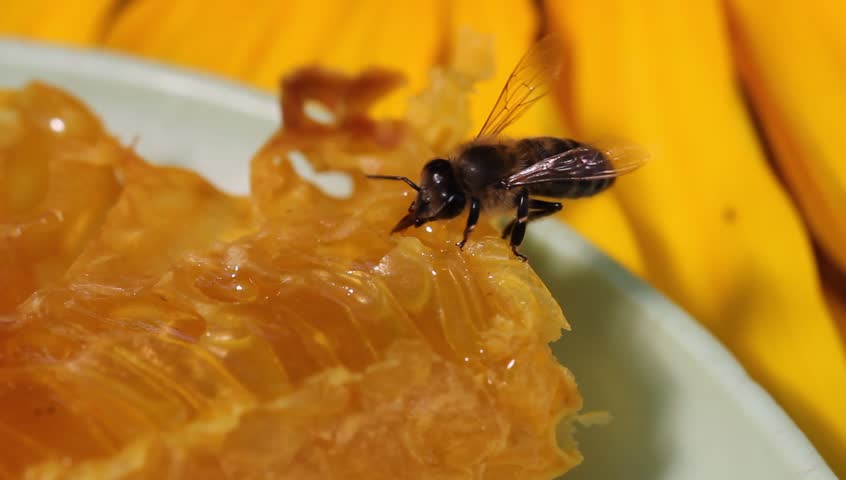 пчела и мед