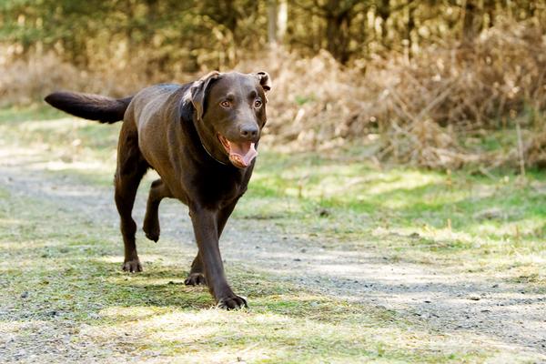Лечение остеосаркомы у собак народными средствами thumbnail