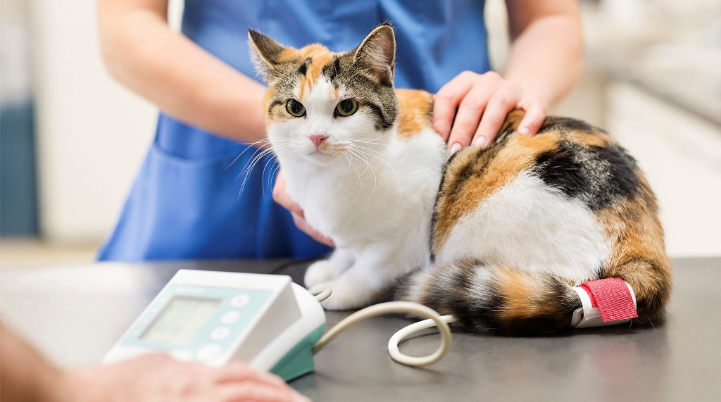 Как повысить иммунитет у кошки после операции thumbnail