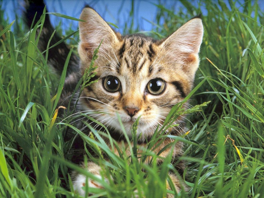 Гомеопатия для кошек для иммунитета thumbnail