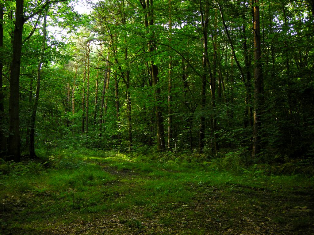 Польза леса для человека сочинение thumbnail