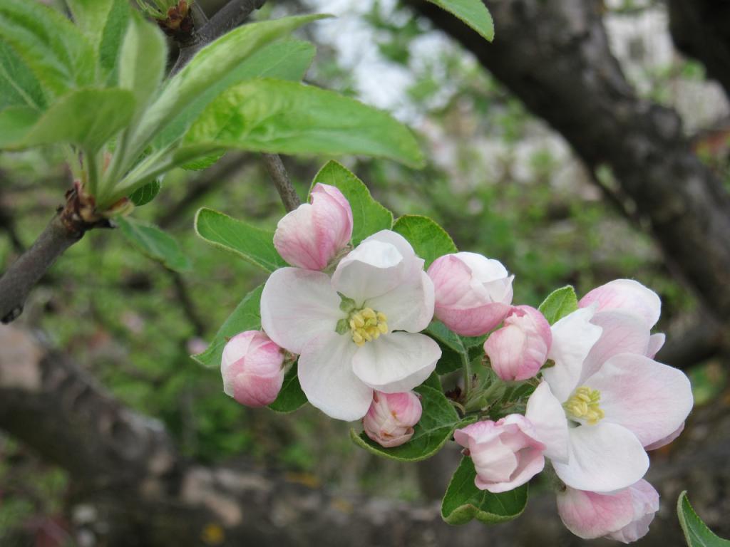 К чему снятся цветущие яблони thumbnail