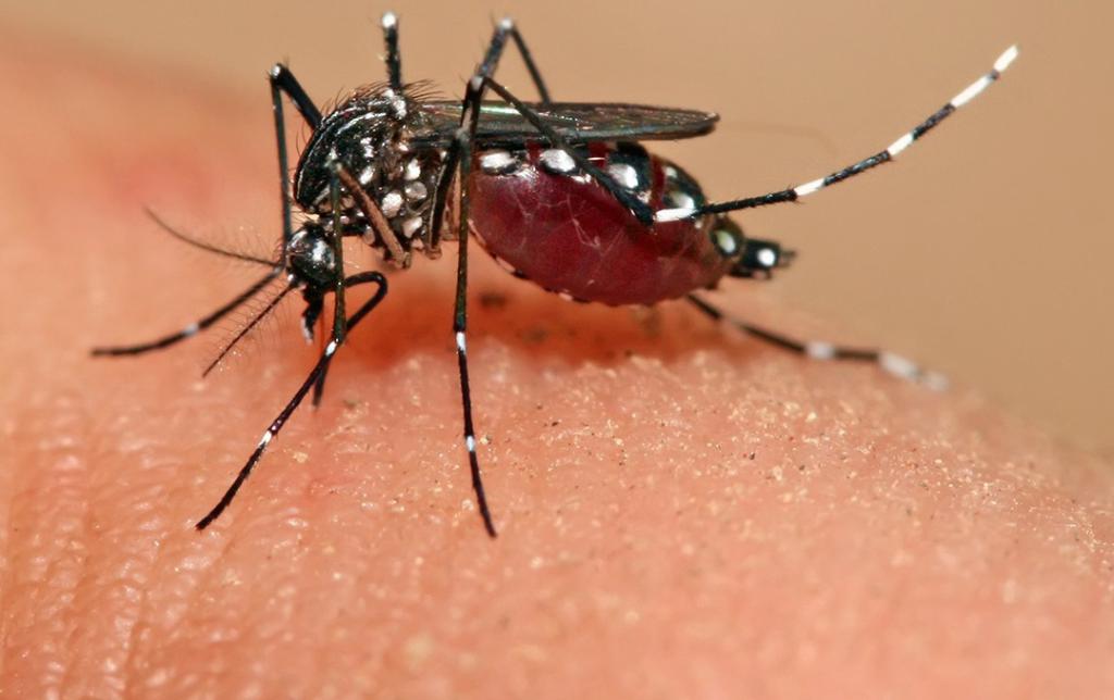 Малярия на губах лечение народными средствами thumbnail