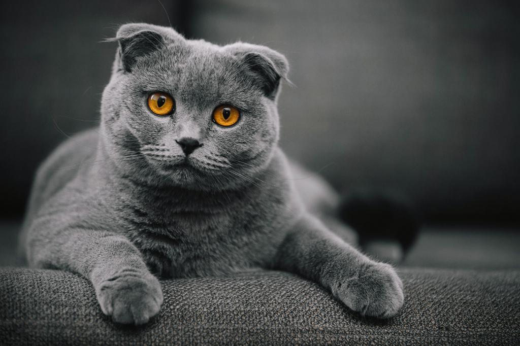 Сколько стоят британские кошки без документов thumbnail