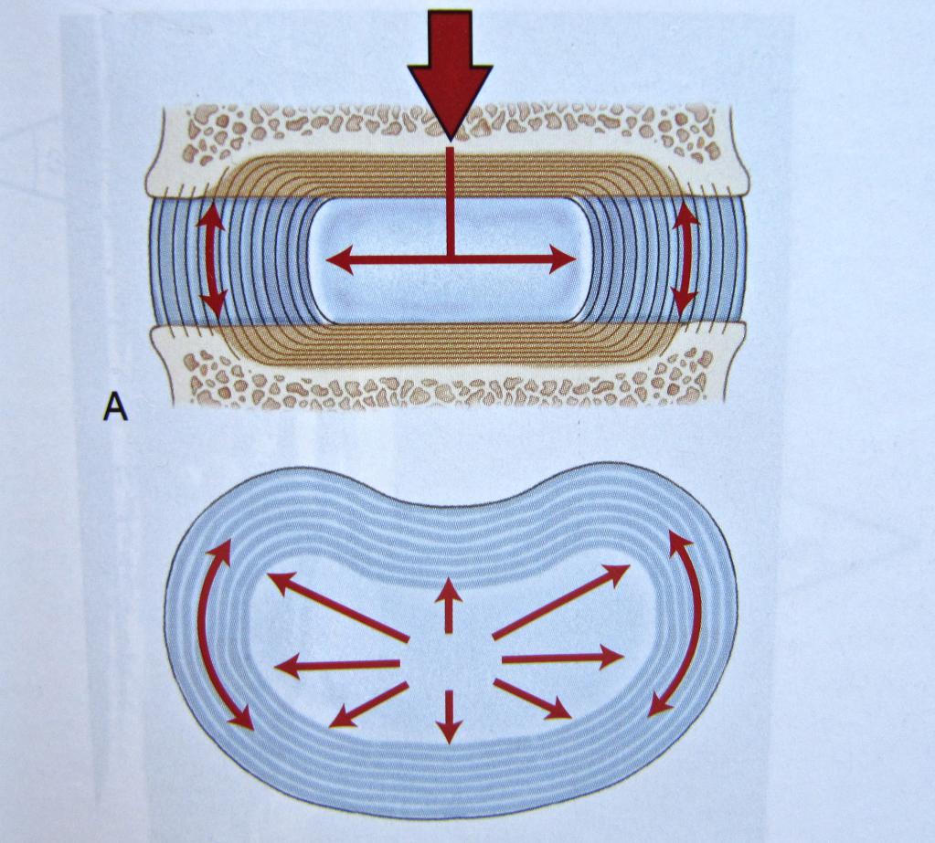 Анатомия межпозвоночного диска