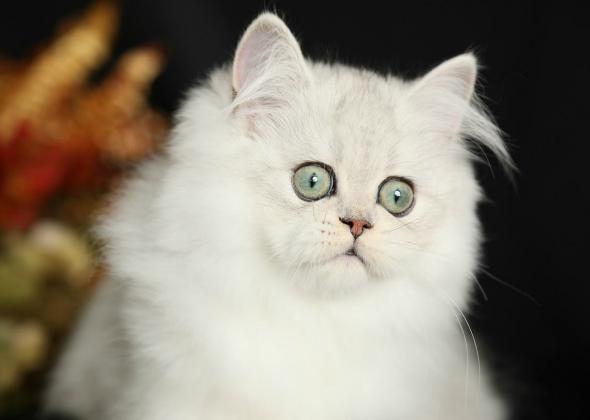 Персидский шиншилловый котенок