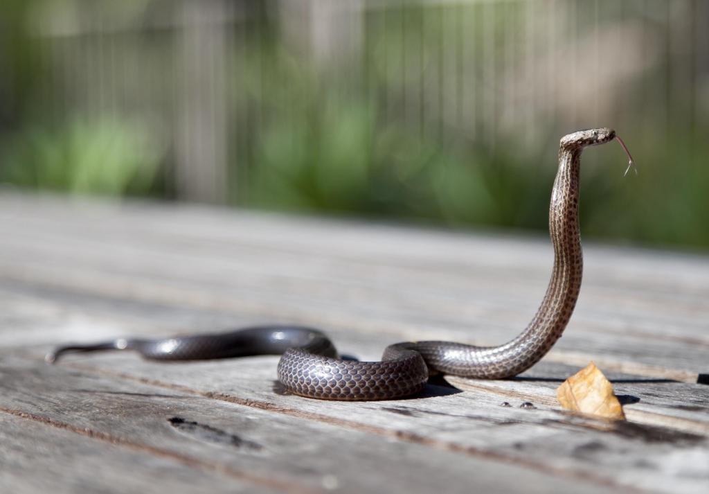 Змея на деревянном полу