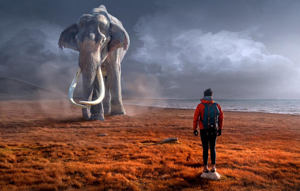 Слон и человек