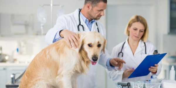 Повышенный гемоглобин у собак причины thumbnail