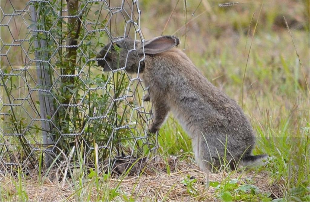 кролики в Австралии