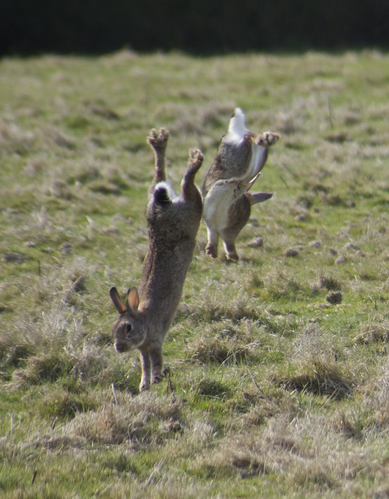 кролики в прыжке
