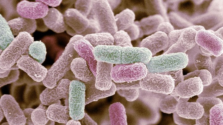 Бактерия при геморрагическом колите