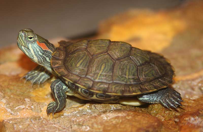 красноухая черепаха: особенности кормления