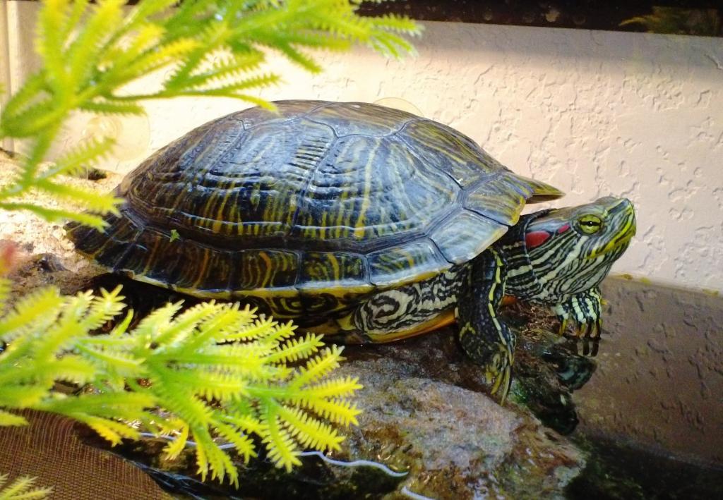 красноухая черепаха в домашних условиях