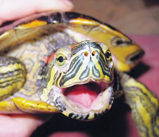 черепаха с открытым ртом