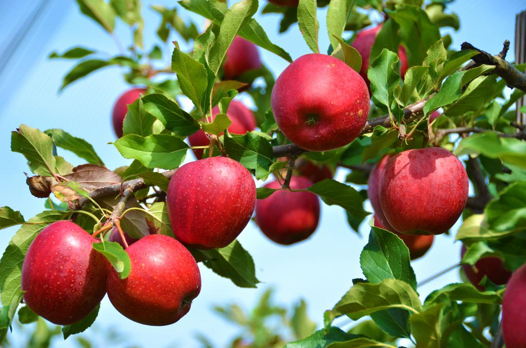 яблочное дерево