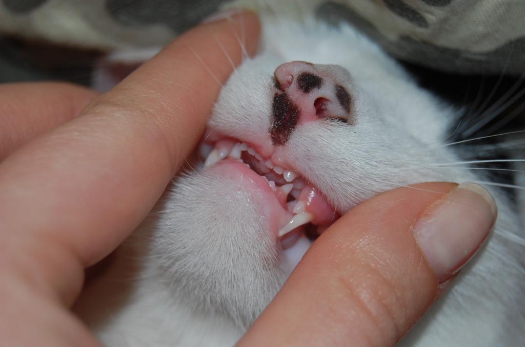 Кошка со здоровыми зубами