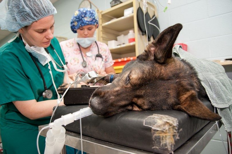 госпитализация собаки