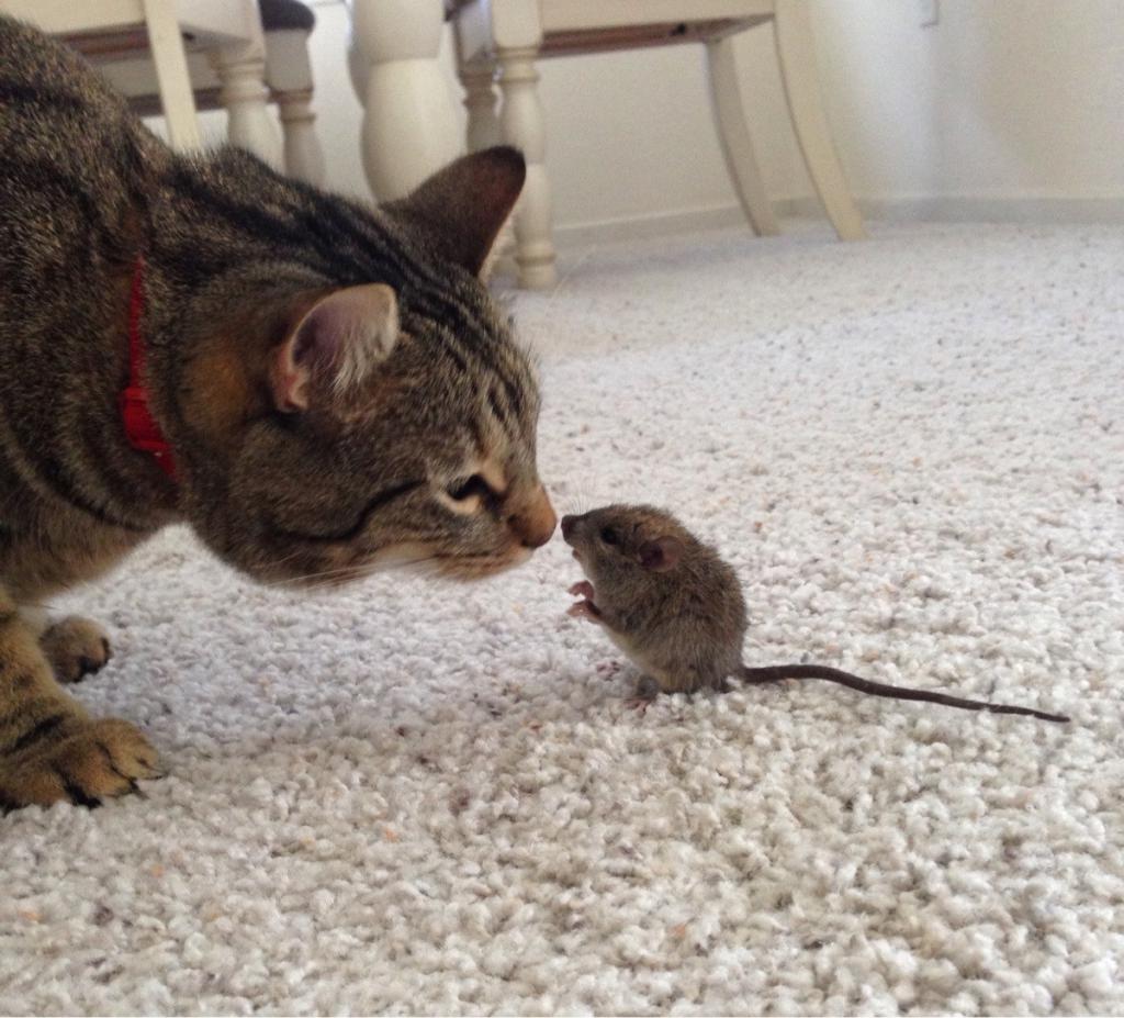 К чему снятся мыши и котята вместе thumbnail