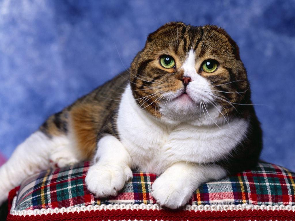 Недостатки кошек породы шотландская вислоухая thumbnail
