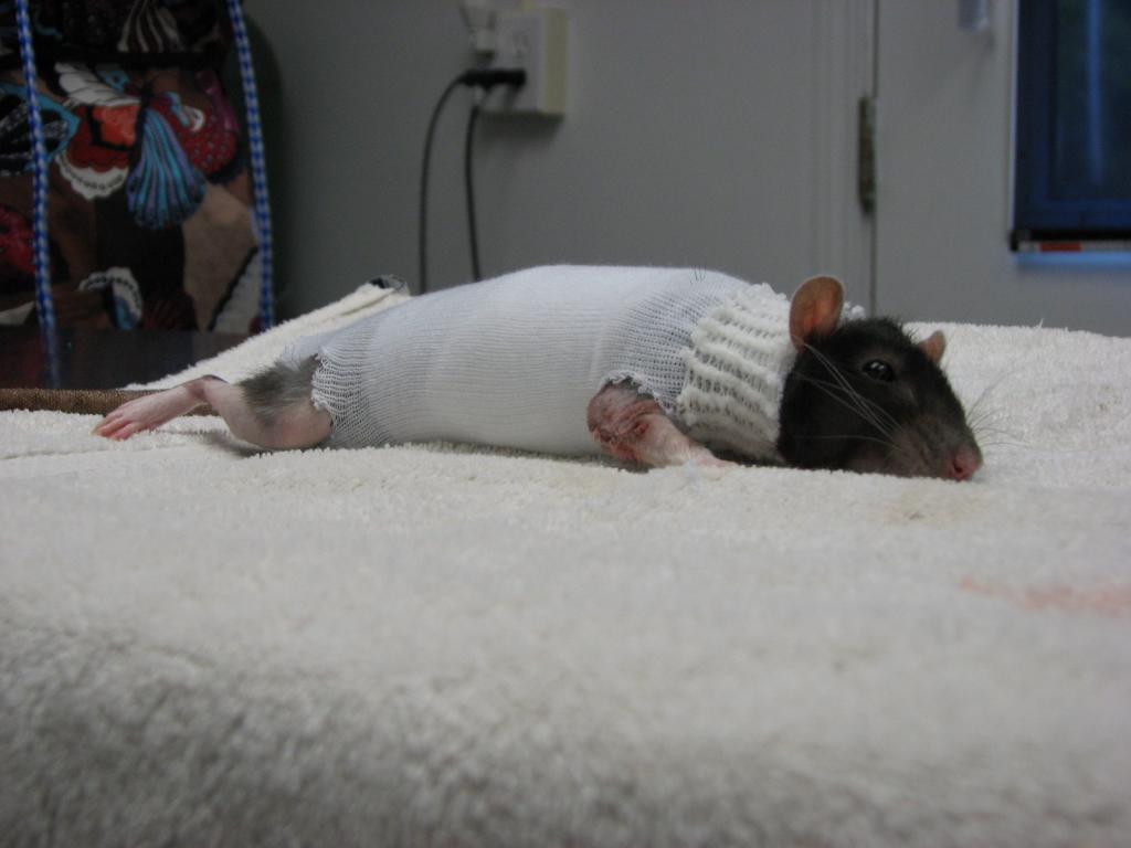 Лечение опухолей домашних крыс thumbnail