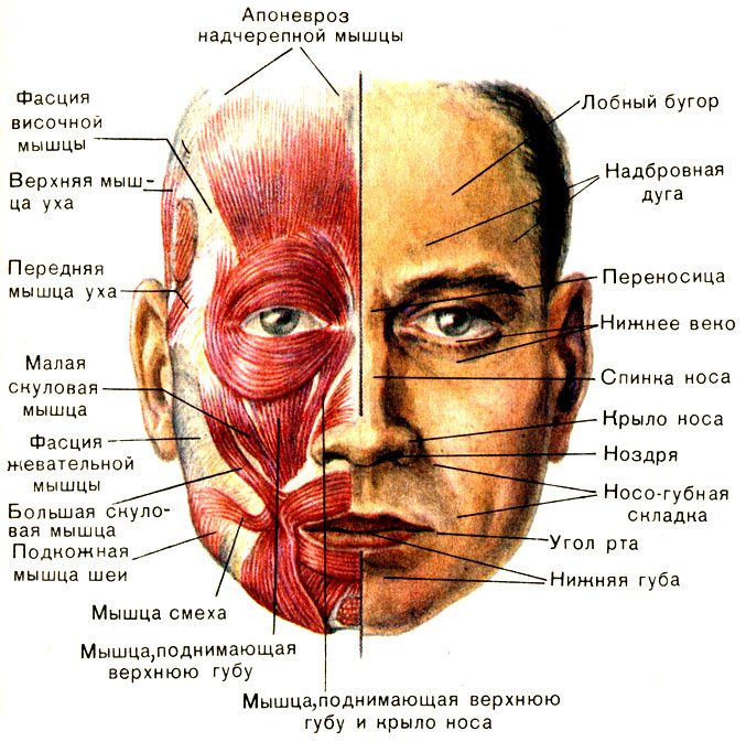 Мышцы лица 2