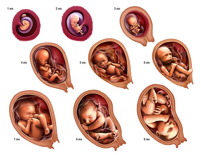 Фото расположение матки по неделям беременности thumbnail
