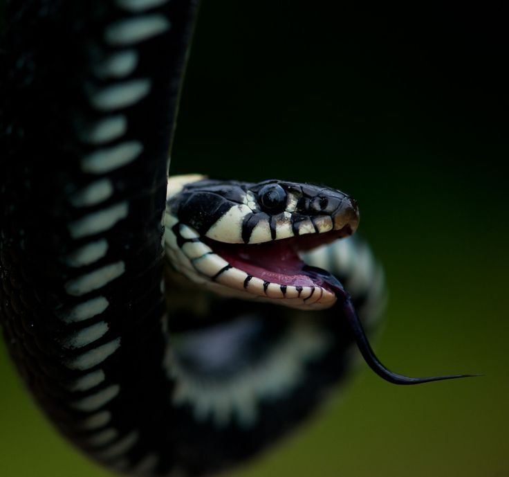 К чему снится змея ест другую змею thumbnail