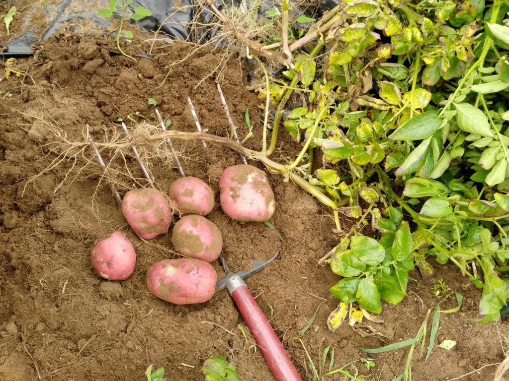 К чему снится выкопанная картошка на огороде thumbnail