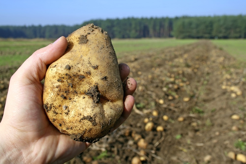 К чему снится выкопанная картошка thumbnail