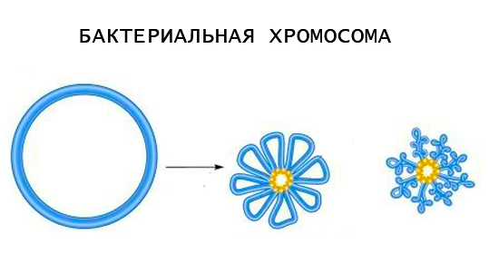 упрощенная схема структуры бактериальной хромосомы