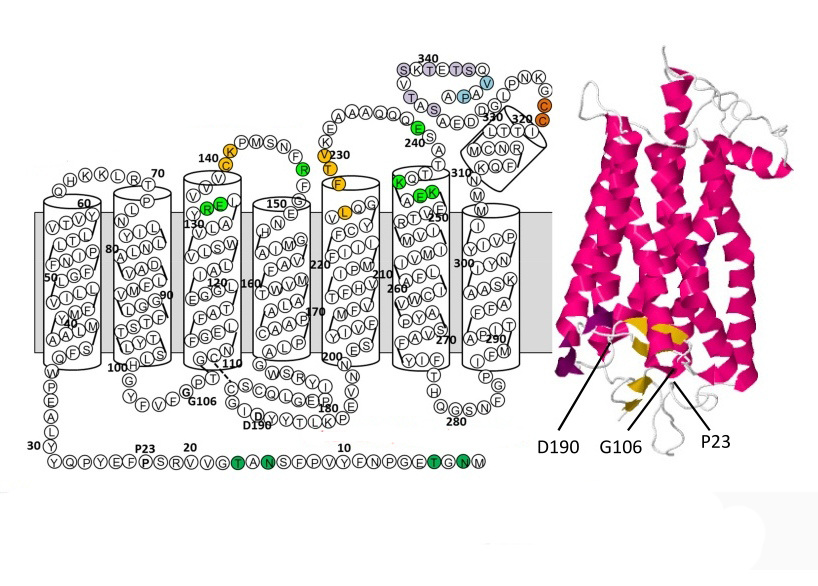 Простетическая группа родопсина рецепторного белка сетчатки глаза thumbnail