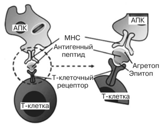 представление антигена Т-клетке