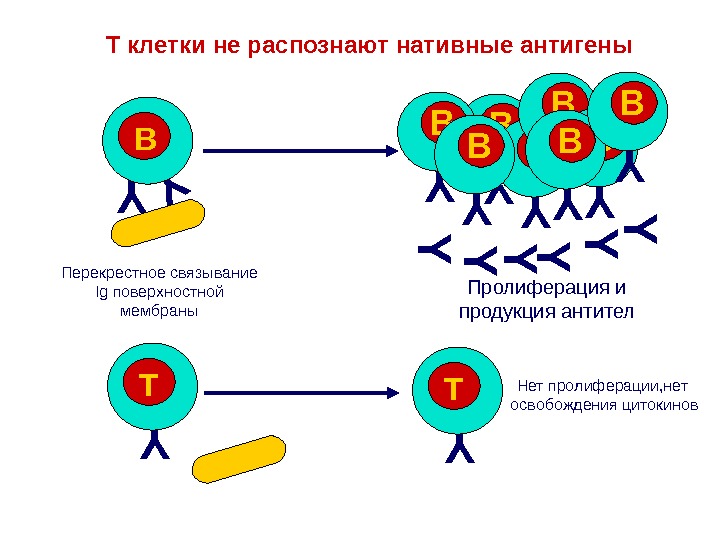 роль АПК в активации Т-лимфоцитов