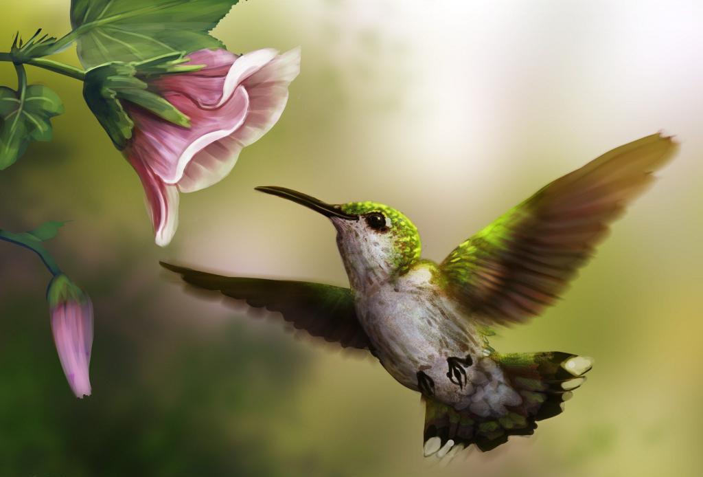 Крохотная колибри