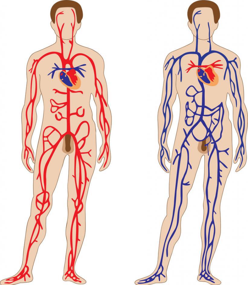 отличия артериальной и венозной крови