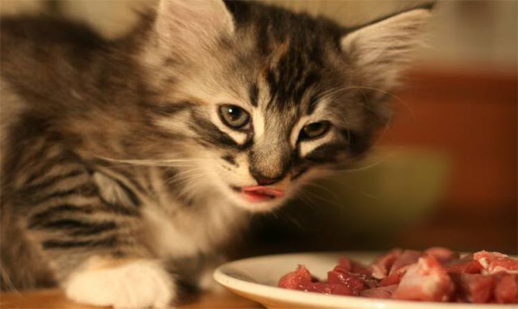 Котик кушает мясо