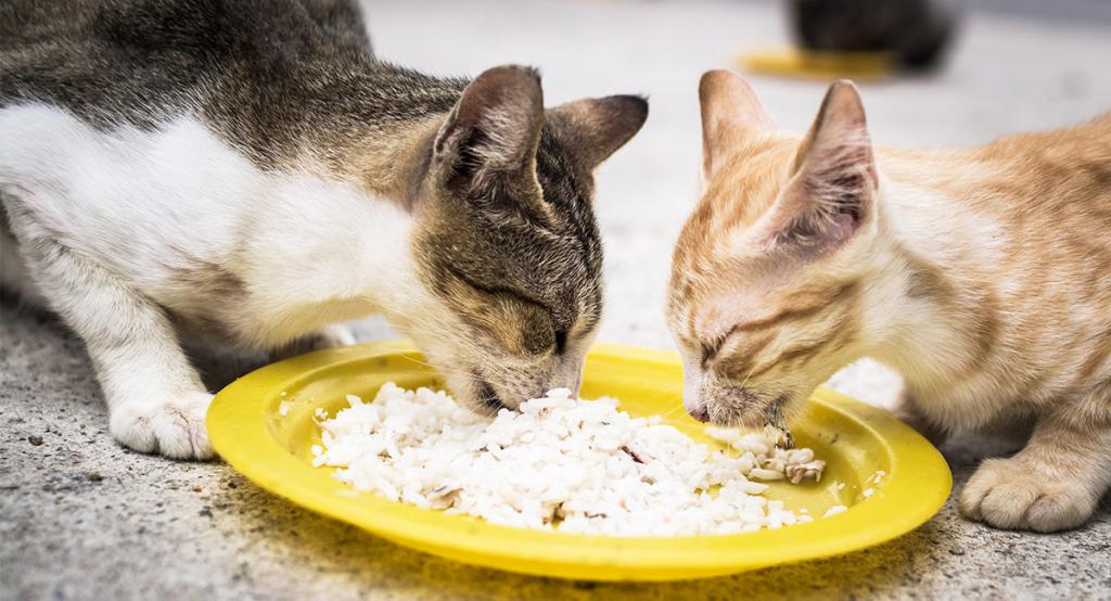 кошки в процессе еды