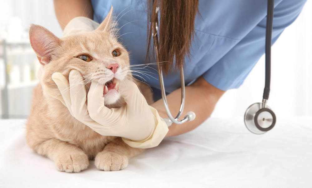 Как лечить кота