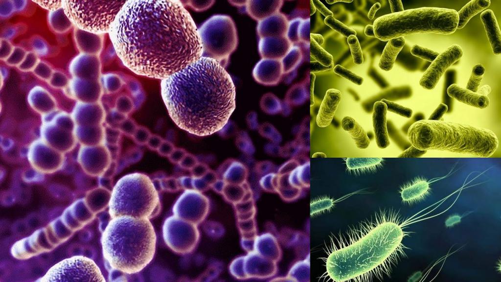 Разнообразие бактерий (антигенов)