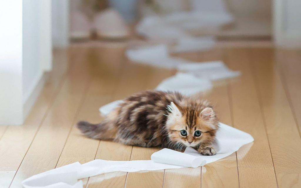 Котенок играется с туалетной бумагой