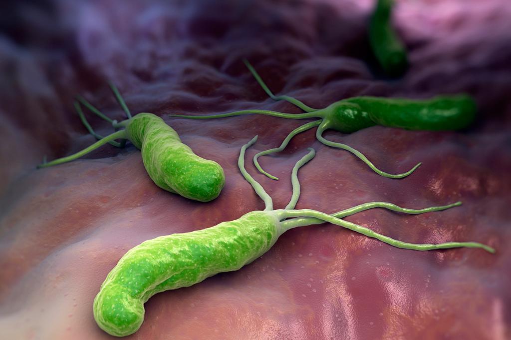 бактерия хеликобактер пилори