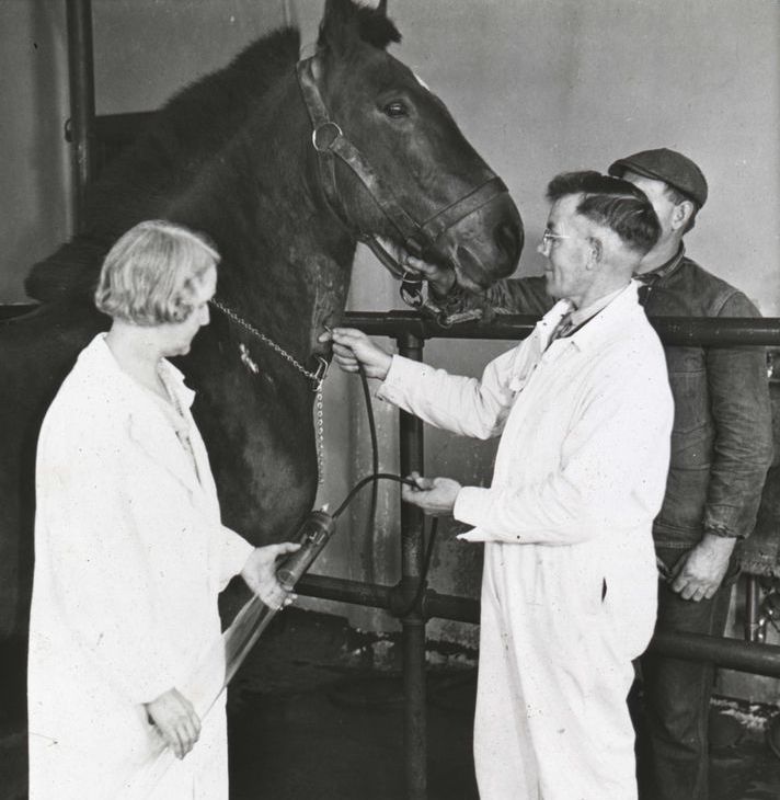 Кровь лошади дляизготовления вакцины