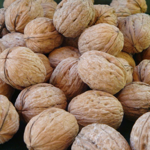 Полезны грецкие орехи при диабете 2 типа thumbnail