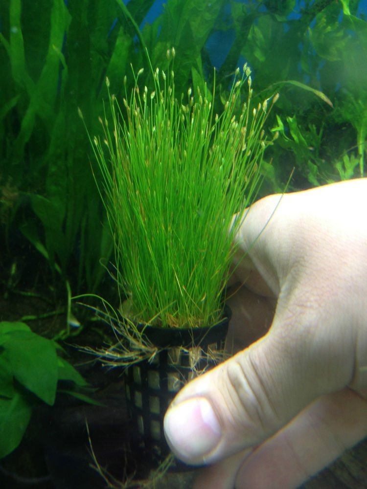 Высадка аквариумных трав