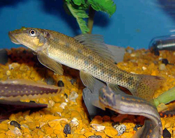 Рыбка гиринохейлус