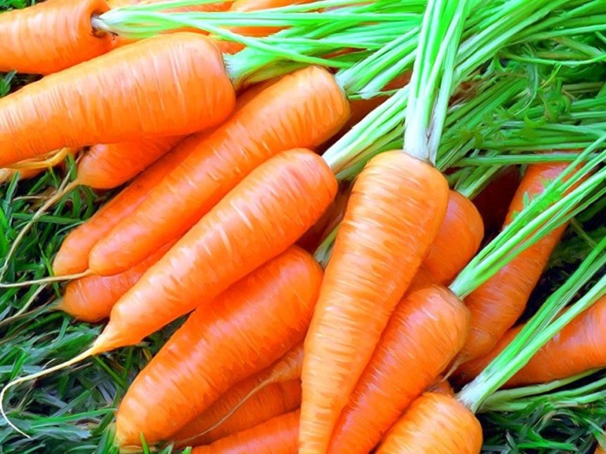 сырье для морковного масла
