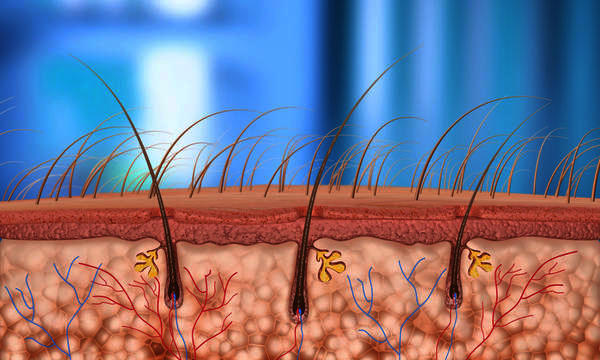Рост волос на половом органе thumbnail